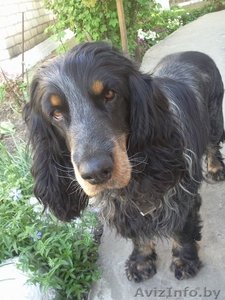 Утеряна собака породы спаниель! #1509632