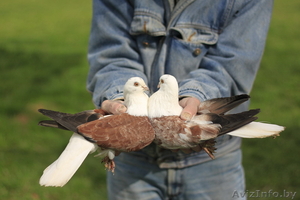 Голуби домашние породистые разные (в Минске).Шарыпенко Виктор Минские берёзовые #1505377