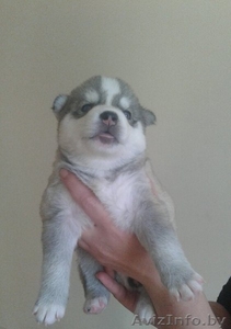 ЩЕНКИ ПОРОДЫ СИБИРСКАЯ ХАСКИ #1509660