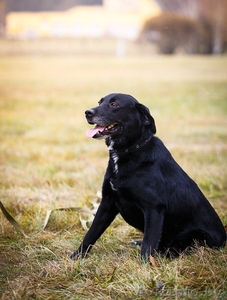 Лабрадор ретривер Бой в дар #1511000