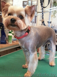 СТРИЖКА СОБАК ЖЛОБИН #1509041