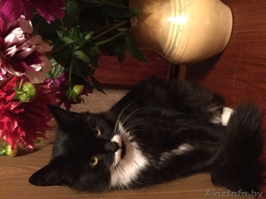 МИНСК.Отдадим котят в дар #1505005