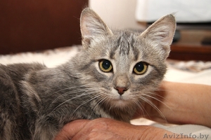 Кошечка Ксюша в добрые руки! #1509940