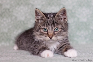 Позитивный пушистик Кузя,  около 2х месяцев,  в дар! #1508006