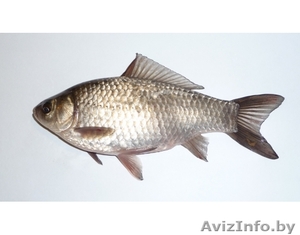 ЖИВЕЦ карась 5-10 см. Цена 0 р. 20 коп. Доставка #1508927
