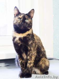 Нора - идеальная домашняя кошечка в дар! #1510095