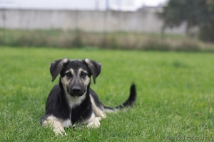 Валенсия в добрые руки #1505621