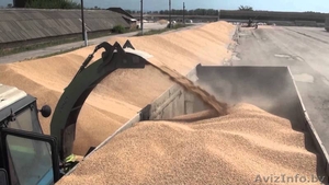 Ячмень фуражный оптом #1504970