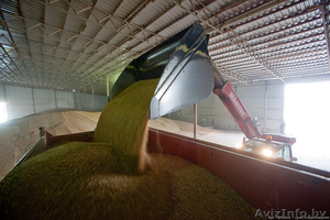 Тритикале фуражный оптом #1504971