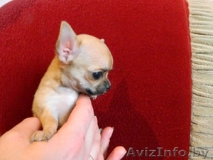 Чихуахуа Щенки   от чемпионов          #1517021