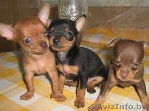  Той  Терьера Щенки   #1517025