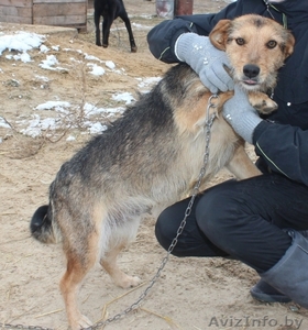Здоровые,  привитые и стерилизованные собачки из приюта #1513364