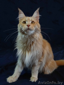 Кошечка Мейн-кун #1514697