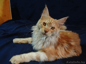 Очаровательный котик Мейн-кун #1514699