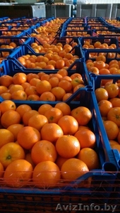 Мандарин клементин #1518840