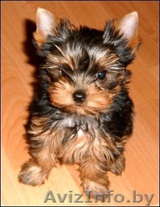 щенок йоркширского терьера (Мальчик) #1518664