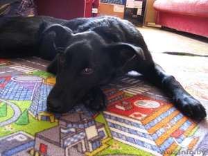 Собака в дар,  в добрые руки #1513728