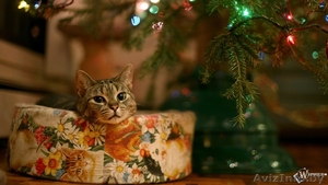 Фото и видео съемка для вашего малыша #1514266