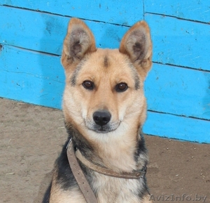 Стерилизованная собачка,  1, 5 года #1521332