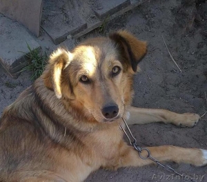 Молодая стерилизованная собачка #1521335