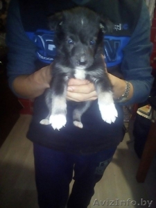 Привитые,  зоровые щенки в дар #1521336