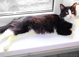 Котята в дар,  привиты (возраст 4-6 месяцев) #1521337