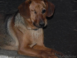 Верный и надежный охранник для вашего дома и имущества #1521338