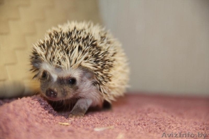 Африканские карликовые ежи #1524095