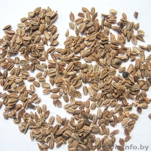 Семена овощей,  цветов,  трав Оптом от польских производителей #1525449