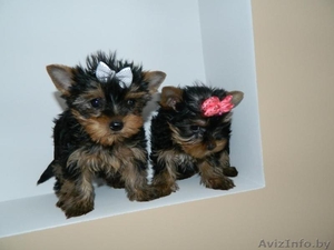   Щенки   Йоркширского Терьера   #1517024