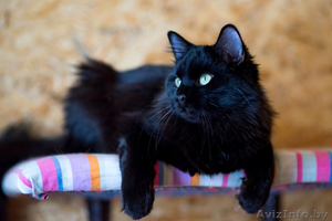 Черная Жемчужинка в дар #1522344