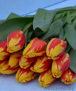 Тюльпан и примула  к 8 марта #1522773