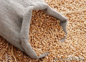 Зерно фуражное. Закупаем на постоянной основе. РБ. #1527922