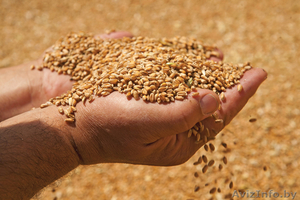 Организация реализует зерно. #1524435