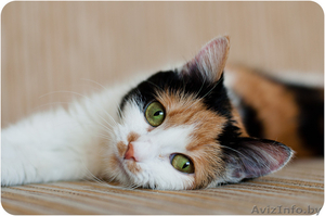 Купалинка - особенная красавица #1524931