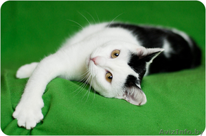 Милочка - милашка в дар #1483792