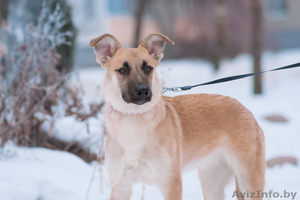 собачка подросток Милли ищет дом #1481092