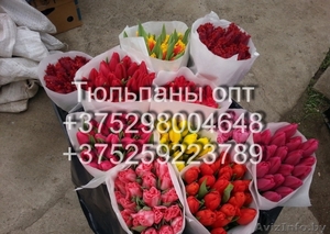 Тюльпаны Опт #1534432