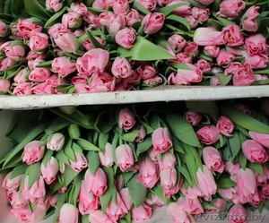 Тюльпаны от производителя и гаранитей поставки. #1535101