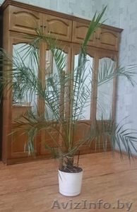пальма финиковая #1537980