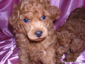 Щеночки карликового и той пуделя #1530329