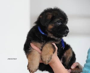 Д/ш немецкие щенки #1530929