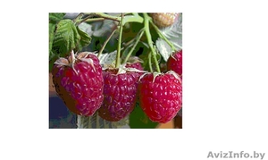 Саженцы малины ремонтантной 