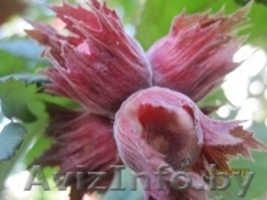 саженцы фундука краснолистного и зеленолистного #1535578