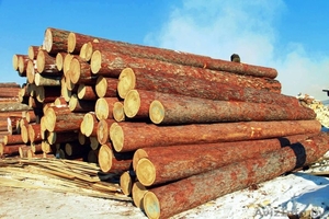 Купим Лес кругляк ХВОЯ,  ОЛЬХА #1545963