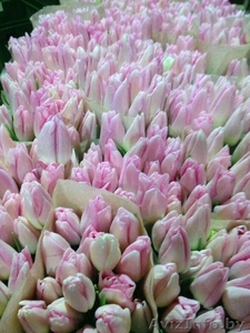 Оптовая продажа тюльпанов #1538755