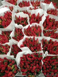 Тюльпаны оптом из Голландии #1538760