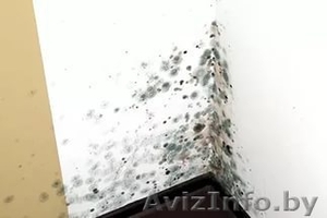 Устранение плесени в любых помещениях #1539253