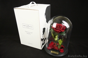 Роза в Колбе Минск доставка по РБ #1540356