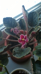 Фиалка #1543551